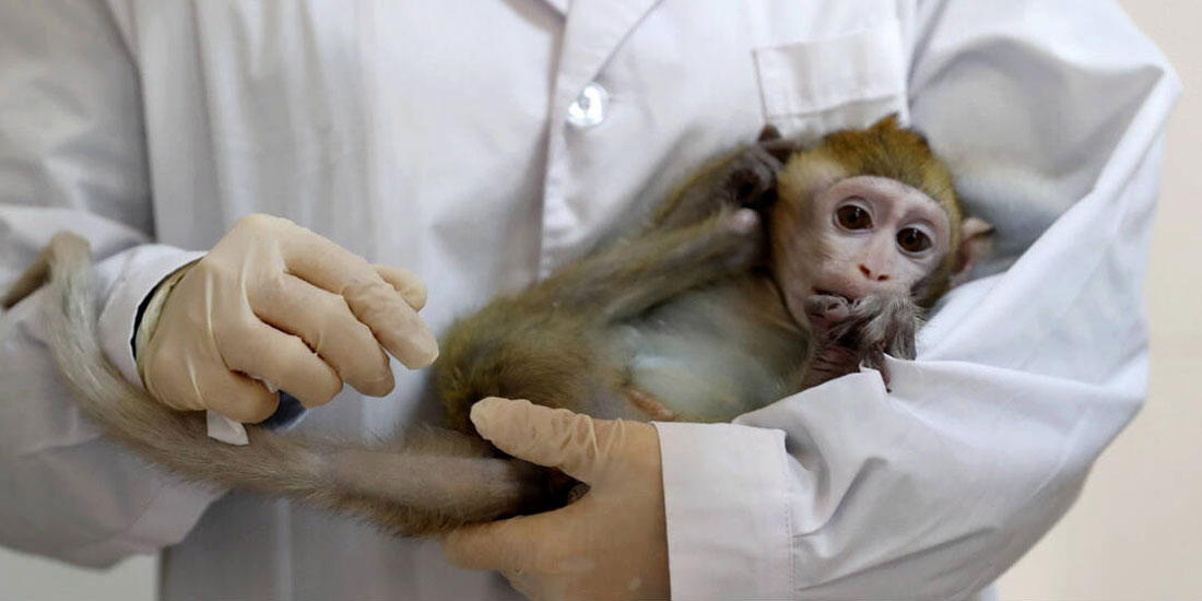 Κινέζοι επιστήμονες για πρώτη φορά κλωνοποίησαν γενετικά τροποποιημένες μαϊμούδες