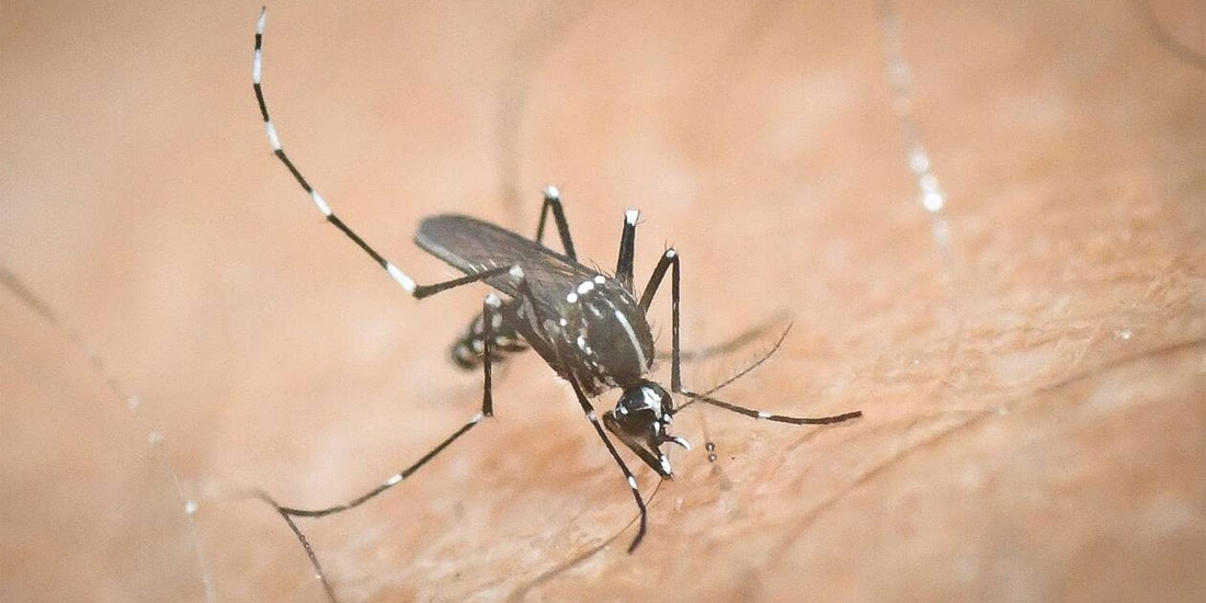 ΕΟΔΥ: Ενημέρωση για την περίοδο κυκλοφορίας κουνουπιών στην χώρα