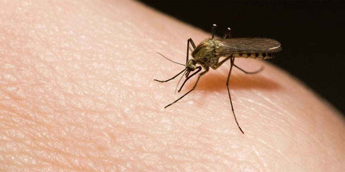 Επιτακτική ανάγκη η εντατικοποίηση των μέτρων προστασίας από τα κουνούπια