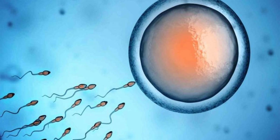 ΕΡΕΥΝΑ: Επιλεκτικά τα ωάρια απέναντι στα ανδρικά σπερματοζωάρια
