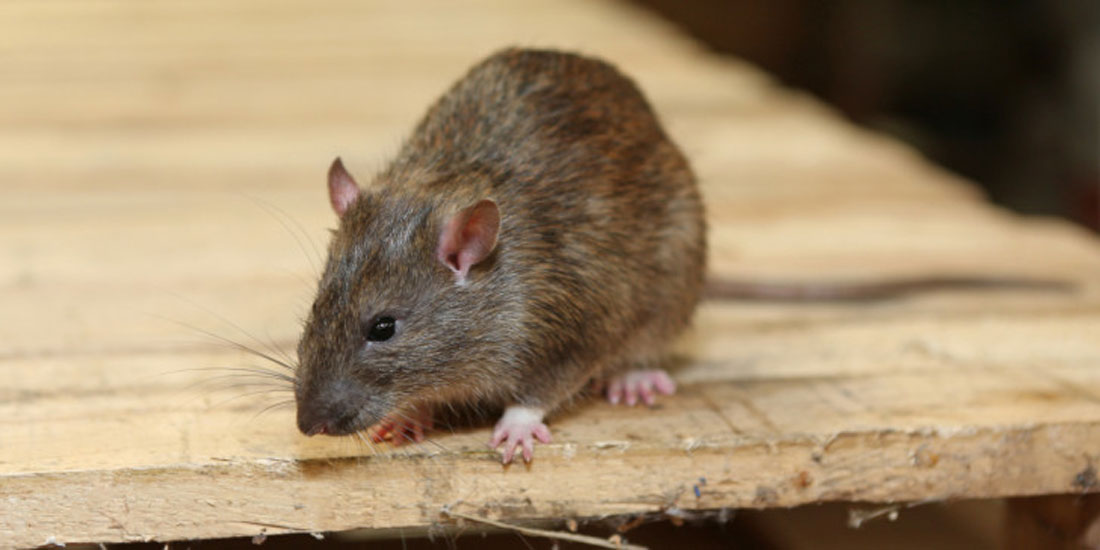 Παράλυτα ποντίκια με παραπληγία περπάτησαν ξανά χάρη σε πειραματική γερμανική θεραπεία