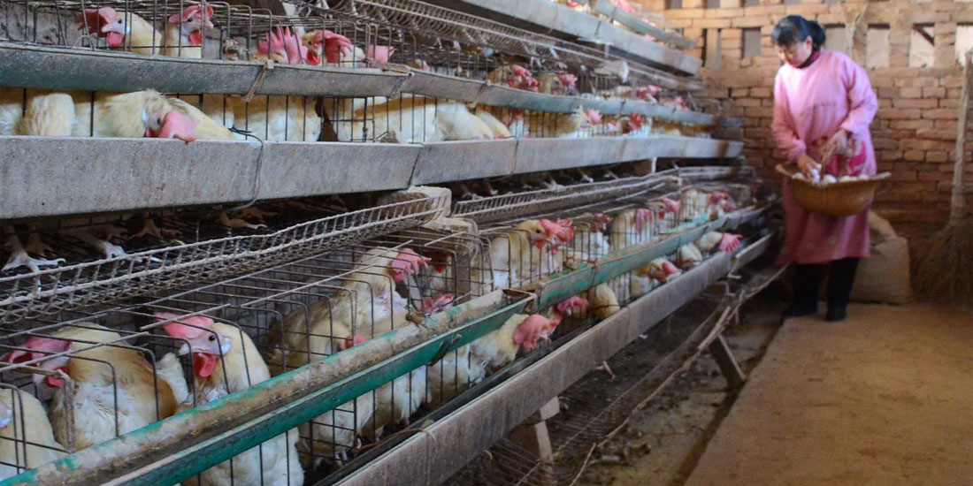 Πρώτο κρούσμα σε άνθρωπο της γρίπης των πτηνών του στελέχους H10N3 εμφανίστηκε στην Κίνα