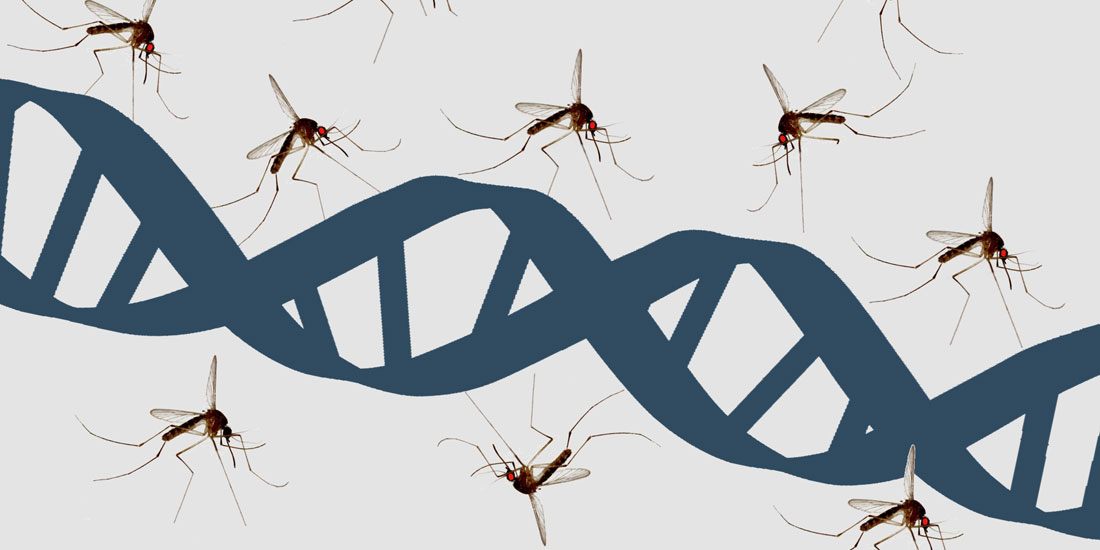 Ομάδα επιστημών δημιούργησε γενετικά τροποποιημένα κουνούπια που δεν μεταδίδουν ελονοσία 