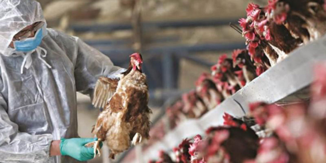 Έξαρση της γρίπης των πτηνών στην Βρετανία