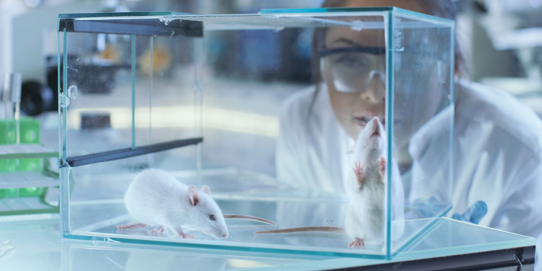 Ερευνητές κατάφεραν να αναζωογονήσουν το ανοσοποιητικό σύστημα ηλικιωμένων ποντικιών