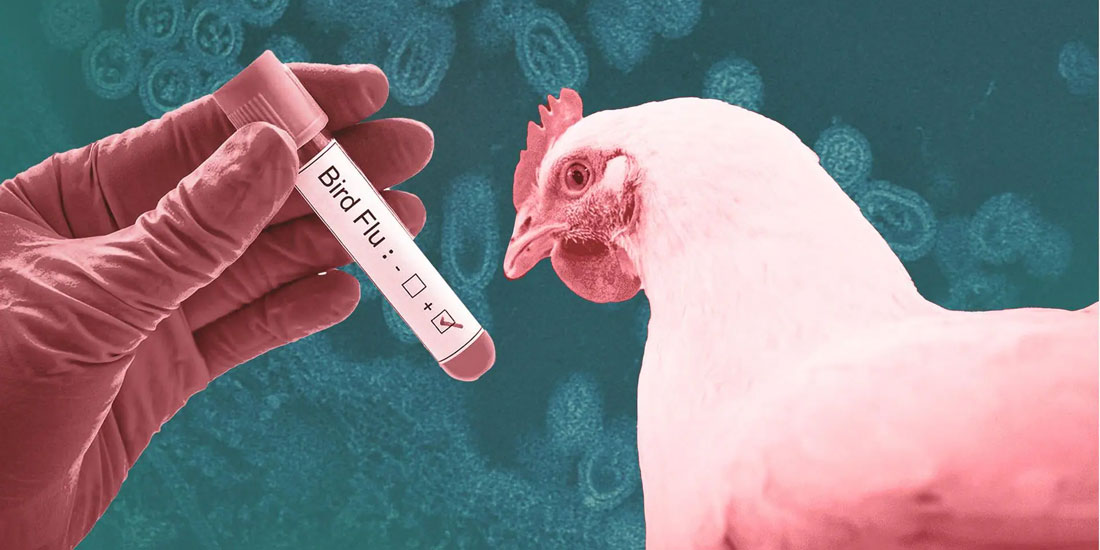 Γ. Παππάς: Για να έχουμε πανδημία της γρίπης των πτηνών, χρειάζεται μετάδοση από άνθρωπο σε άνθρωπο
