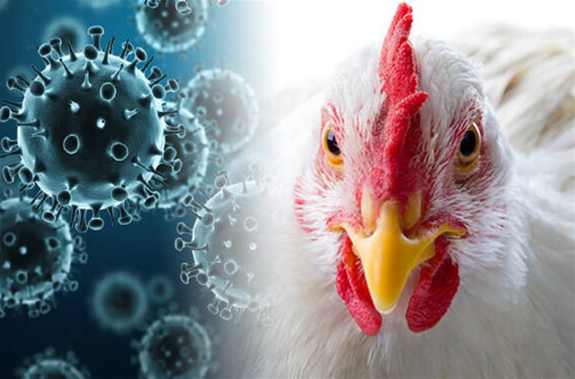 Η ΕΕ θα εξασφαλίσει 40 εκατομμύρια εμβόλια για τη γρίπη των πτηνών για 15 χώρες 