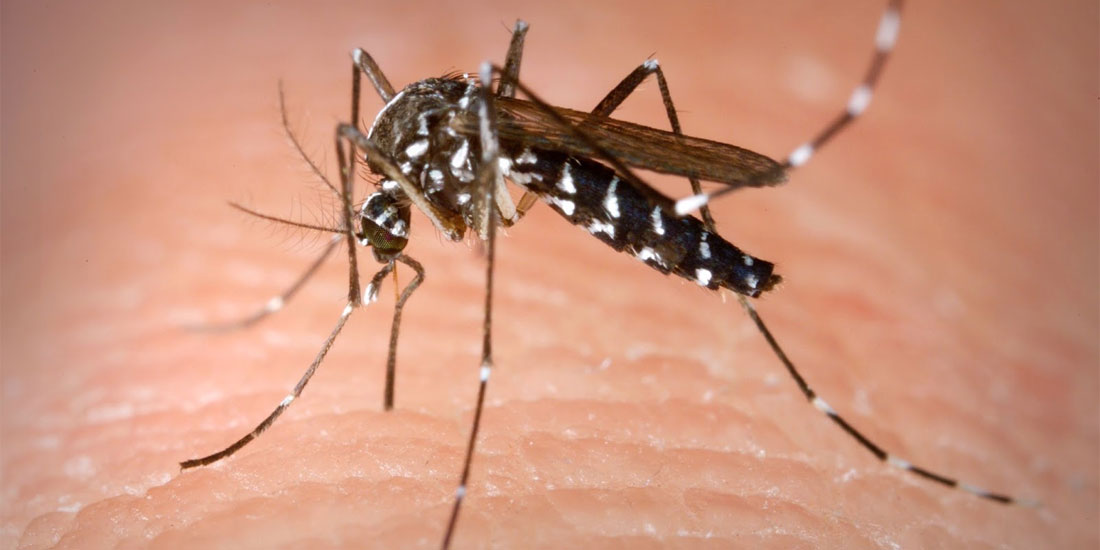 Επιστήμονες από την Ευρώπη σε διαβούλευση στην Αθήνα, για την πρόληψη και τον έλεγχο ασθενειών που μεταδίδονται μέσω διαβιβαστών (κουνουπιών)